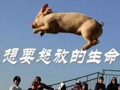 豬在天上飛.jpg